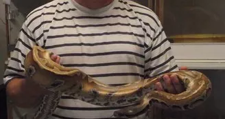 Franck et un python