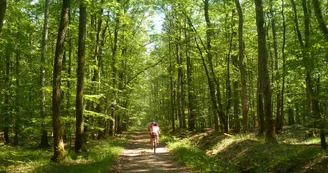 Forêt de Tronçais