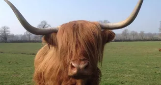 vache Highland
