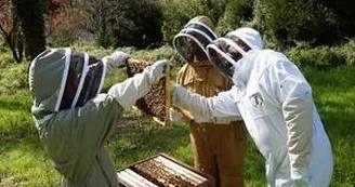 Apiculture : 13 Bees