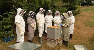 Apiculture : 13 Bees