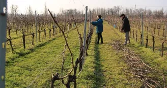 Travail de la vigne Léonard Pineau Cognac