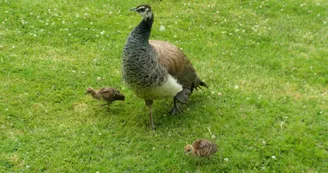 Maman paon et ses deux petits dans l'herbe