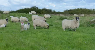 Les moutons de la réserve naturelle