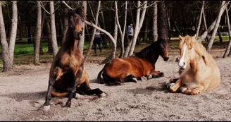 APAC Association de protection des ânes et des chevaux