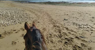 Balade à cheval sur la plage (confirmés) avec Equipassion