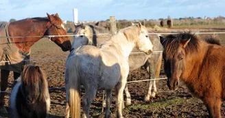 Cours d'équitation (shetland, poney, cheval) aux écuries de Loix