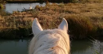 Promenades à cheval dans le marais de Brouage
