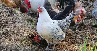Vente directe de poulets fermiers et légumes bio