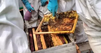 Fête du miel et de l'abeille