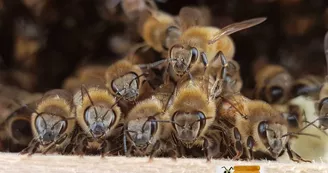 Les ruchers de l'Herbasse