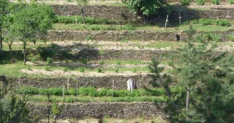 Le safran biologique de Brahic en Ardèche -  Bénédicte Boleat