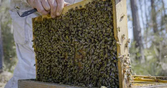 Les Ruchers du Born cadre d'abeilles Ruchers du Born