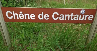 chene-du-cantaure-landes