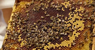 L'espace apicole