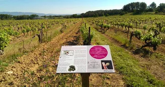 Sentier vigneron de Château Paradis