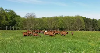 le troupeau