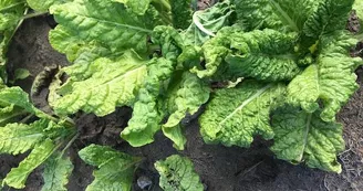 Les légumes de Legaud_10