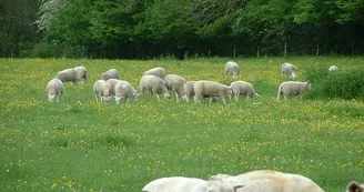 Moutons_2