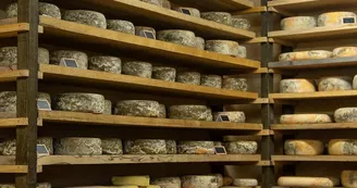 Cave d'affinage à fromages_3