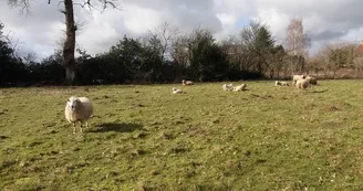 Brebis et agneaux au pâturage hiver_1