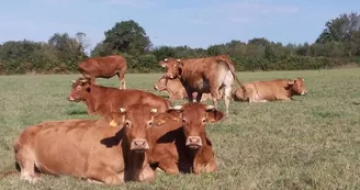 Vaches au pâturage_3