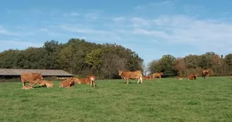 vaches en automne_4