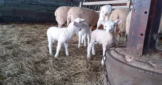 Les sabots de laine à Saint Hilaire Bonneval_3