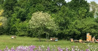 arts abeilles apiculture haras des stars saint-yrieix_2