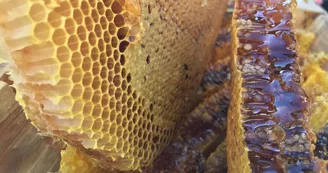 "Les ruchers de la Renaudie" - Tassié François - apiculteur_2