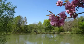 L'étang au printemps_21