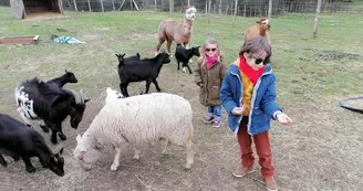 Les enfants dans le parc des chèvres et Alpagas (Pablo et Sofia)et Maguy la brebis élevée au biberon._20