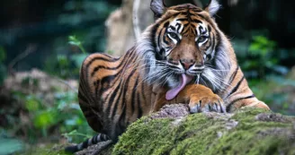 Tigre de Sumatra_3
