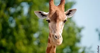 Parc Zoo du Reynou - Girafe