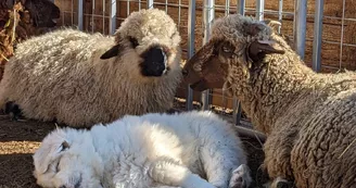 Moutons et Patou