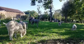alpagas et chèvres angora_1
