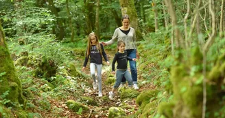 Forêt d'Épagne à Sauviat-sur-Vige en Limousin