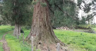 chemin des séquoias
