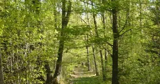 Forêt des Vaseix Sentier La promenade de l'étang_4