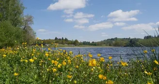 Lac de Saint-Pardoux fleurs jaunes