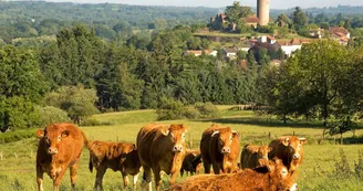 Paysage vaches 