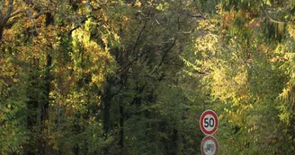 Saleignes - La Forêt
