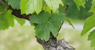 Vignes à Matha