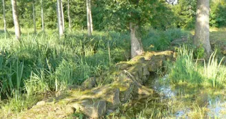 Circuit VTT De bois aux landes forestières N°12 Forêt de la Lande gibier Seudre 2