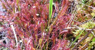 Circuit VTT Les Bénissons N°8 Soubran Boisredon tourbière plantes carnivores 4