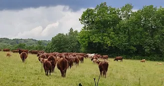 Un troupeau de vache déambulant
