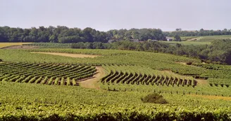 Circuit VTC N°15 Biron Petite Champagne Vignoble du Cognac Haute-Saintonge 2