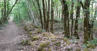 Forêt de Dirac