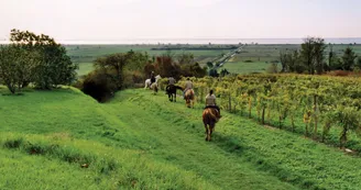 Route des Cardinaux en Pays de Haute-Saintonge randonnee equestre d Artagnan 5