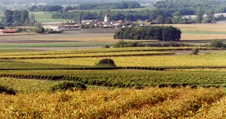 Moulin d Arthus Ste-Lheurine Vignoble du Cognac Haute-Saintonge Neuillac